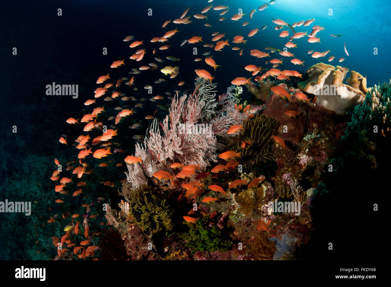 Fairy basslets or anthias in the reef. Stock Photo
