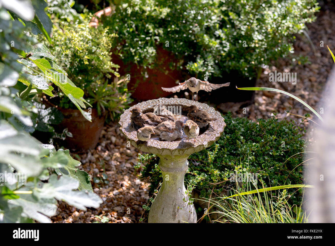 Crowded group of house sparrows (passer domesticus) bathing in stone bird bath in garden Stock Photo