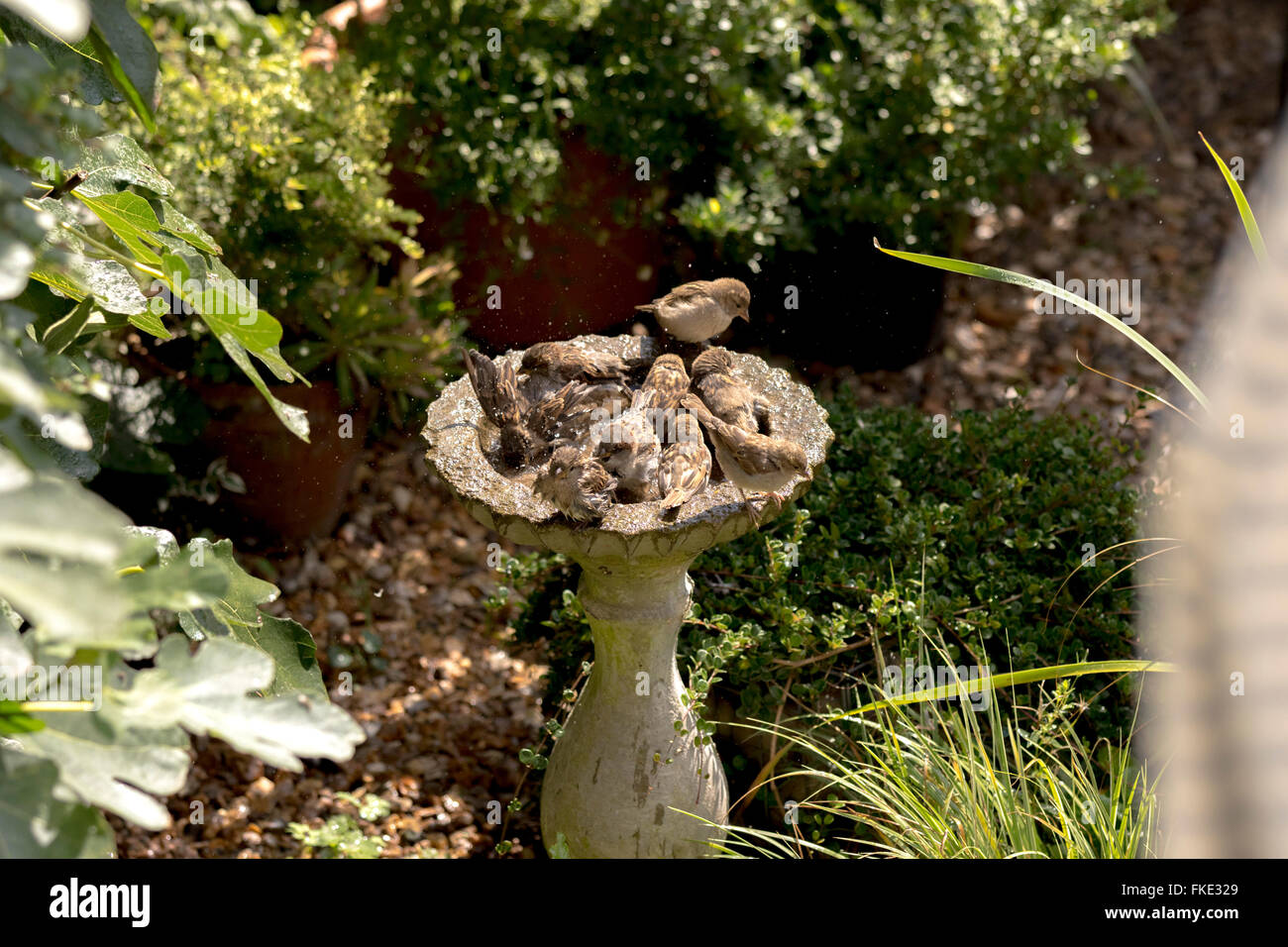 Crowded group of house sparrows (passer domesticus) bathing in stone bird bath in garden Stock Photo