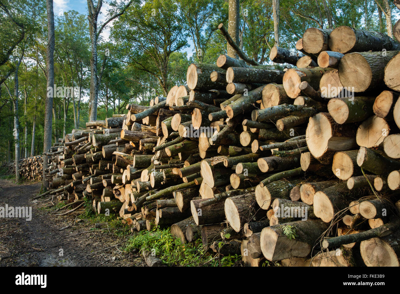 logs stacked in the woods, Milborne Wick, Somerset, England, UK Stock Photo