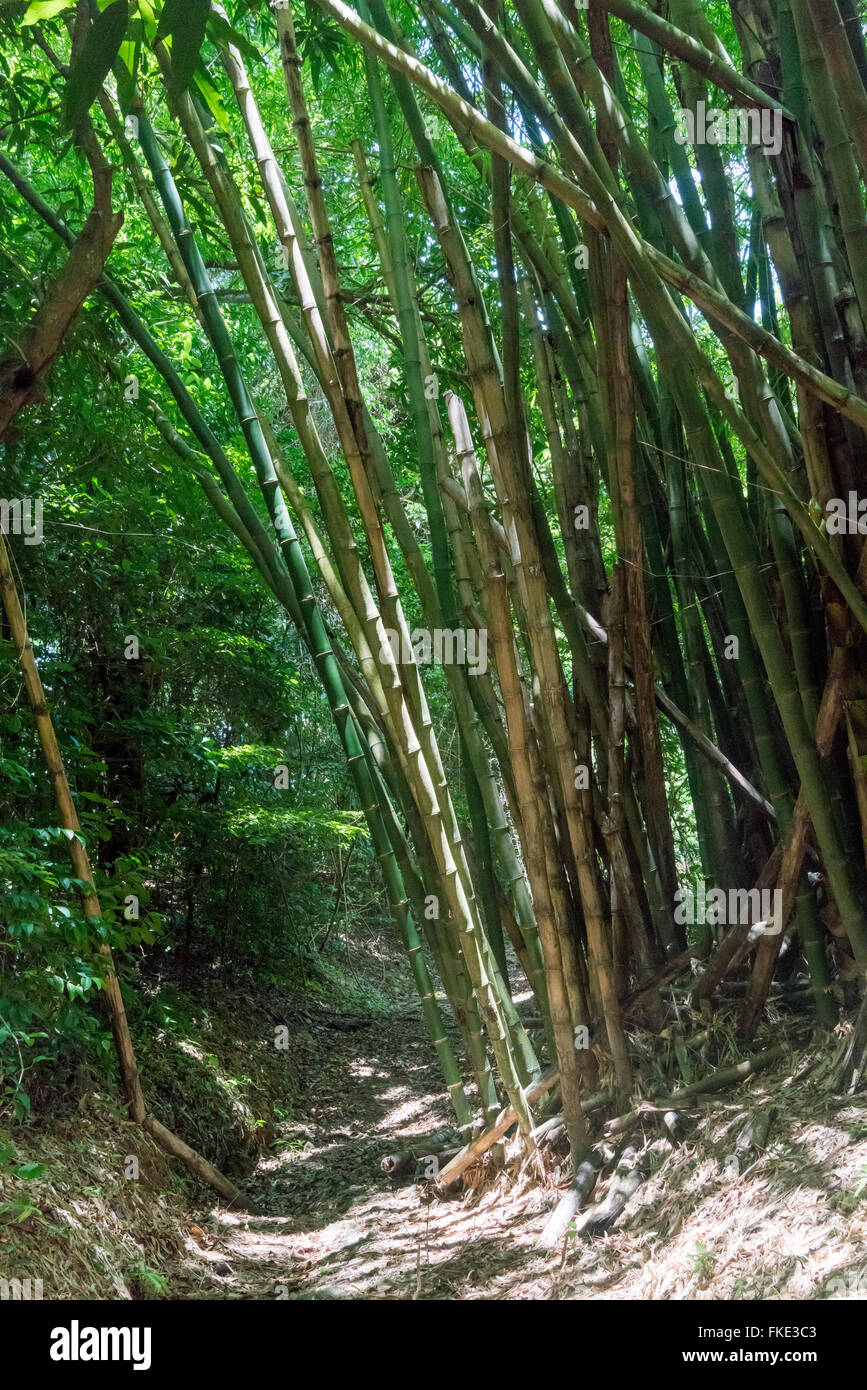 Dirt road passing through bamboo forest, Trinidad, Trinidad and Tobago