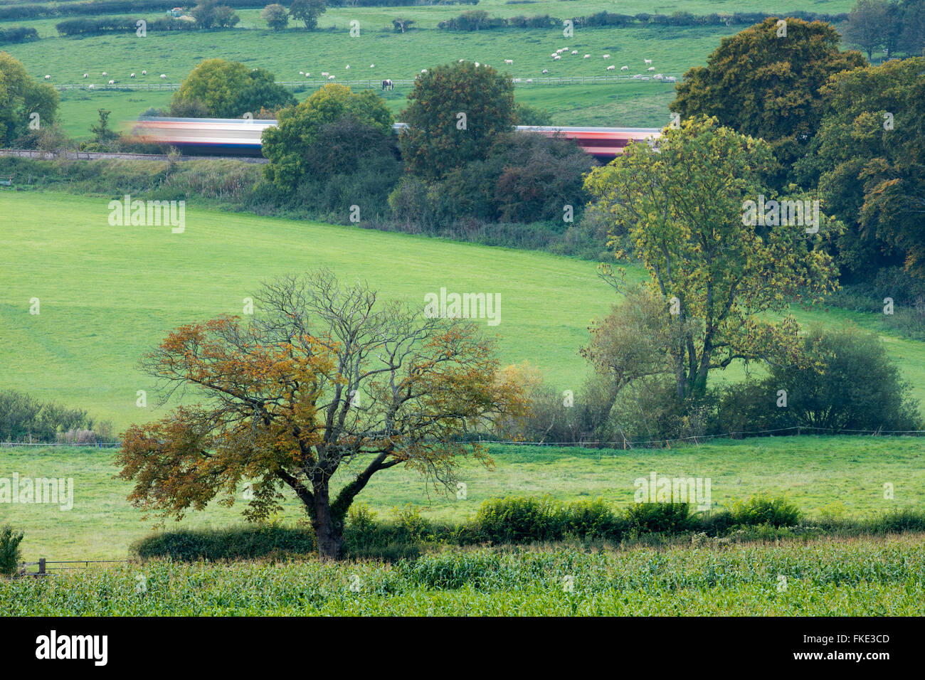 a train passing in amongst the autumn colours in the valley around Milborne Wick, Somerset, England, UK Stock Photo