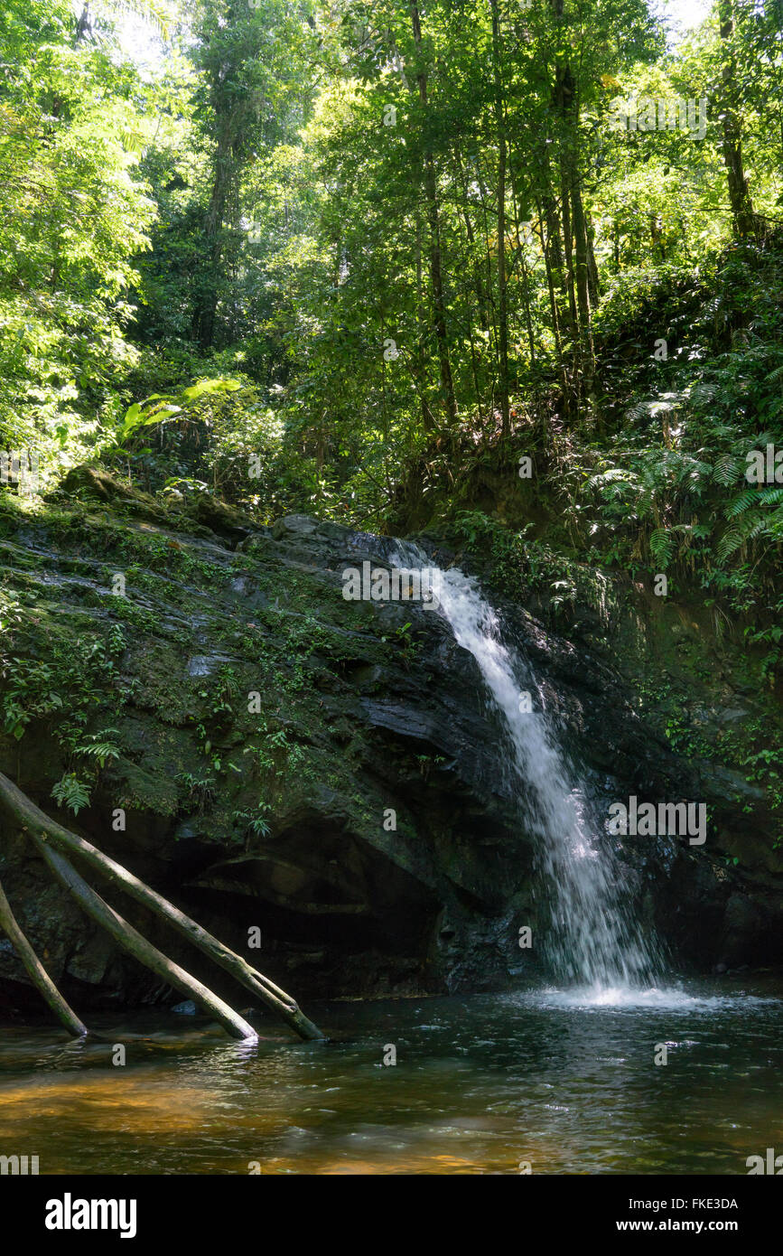 Scenics view of waterfall in forest, Trinidad, Trinidad and Tobago Stock Photo