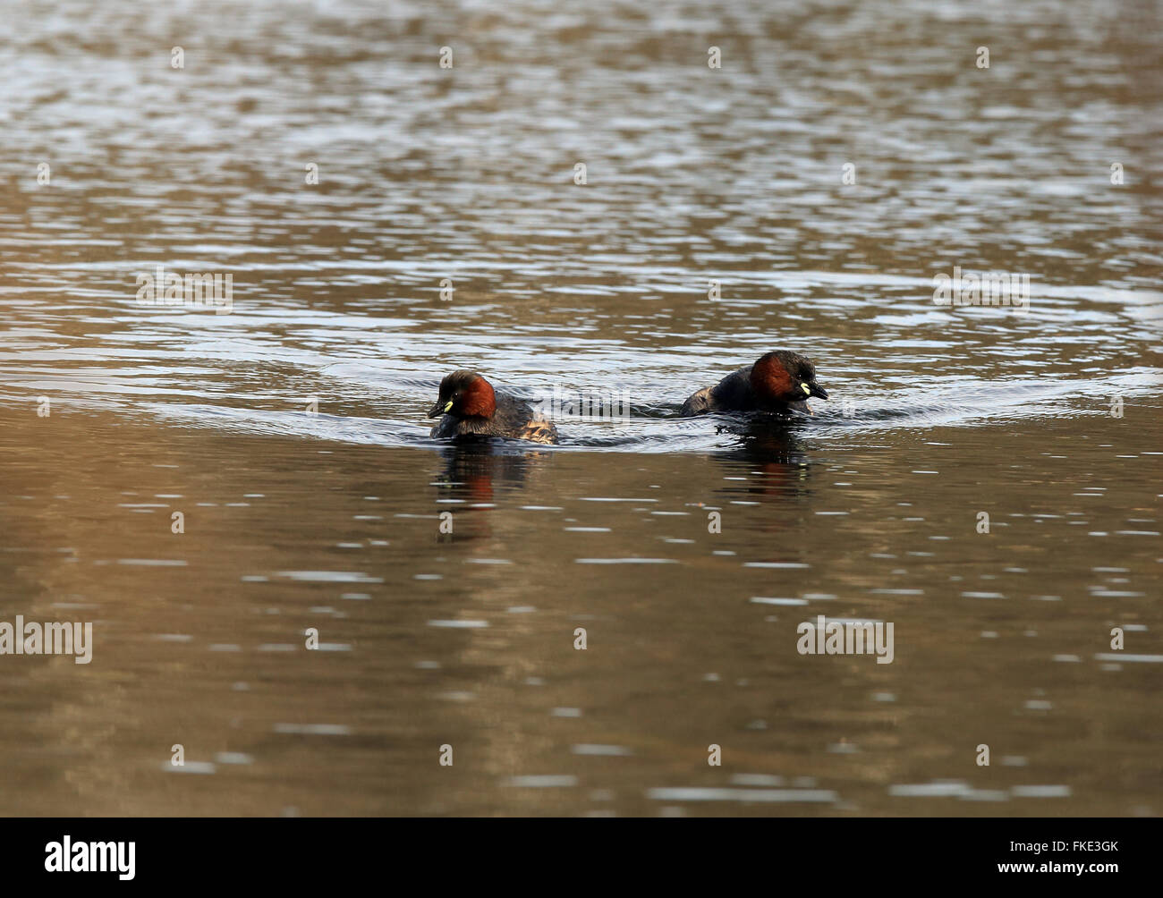 Pair of Little grebes swimming in pond Stock Photo