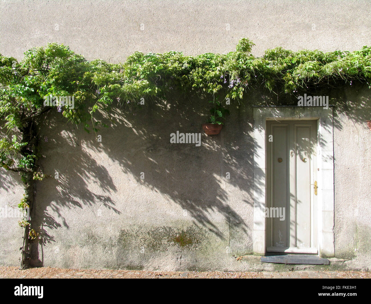 Vine growing on wall hi-res stock photography and images - Alamy