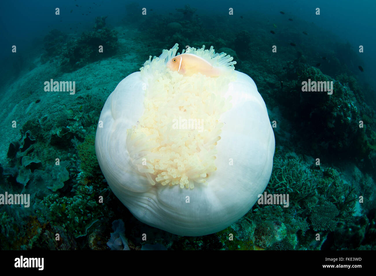 Bleaching anemone in a ball with pink anemone (Amphiprion perideraion). It may look pretty but this anemone is under heat stress. Stock Photo