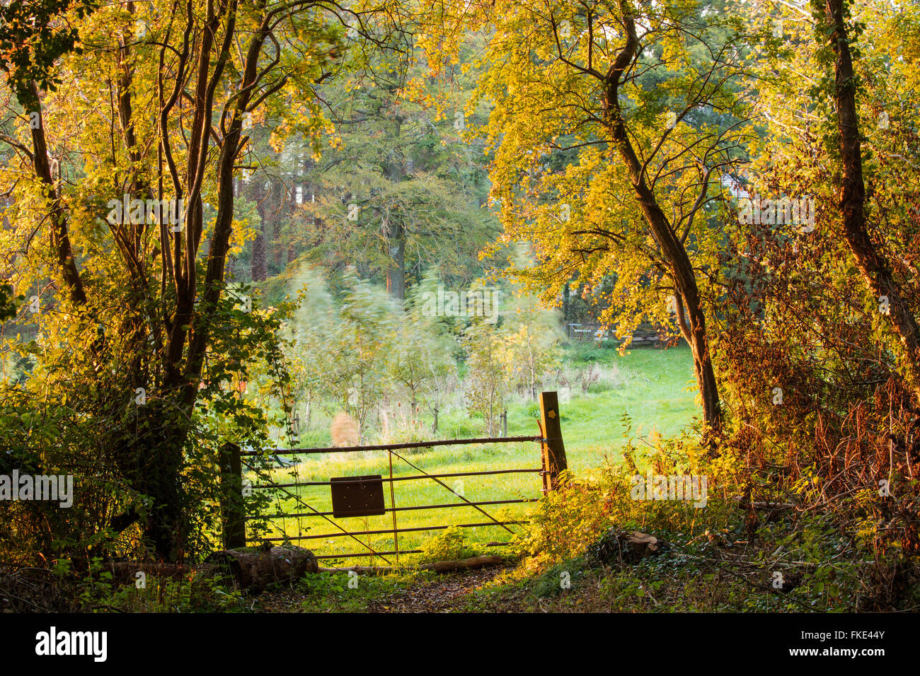autumn colours in the valley around Milborne Wick, Somerset, England, UK Stock Photo