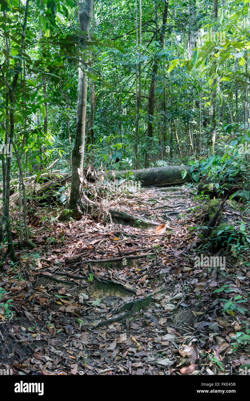 Fallen tree on dirt road in forest, Trinidad, Trinidad and Tobago Stock ...