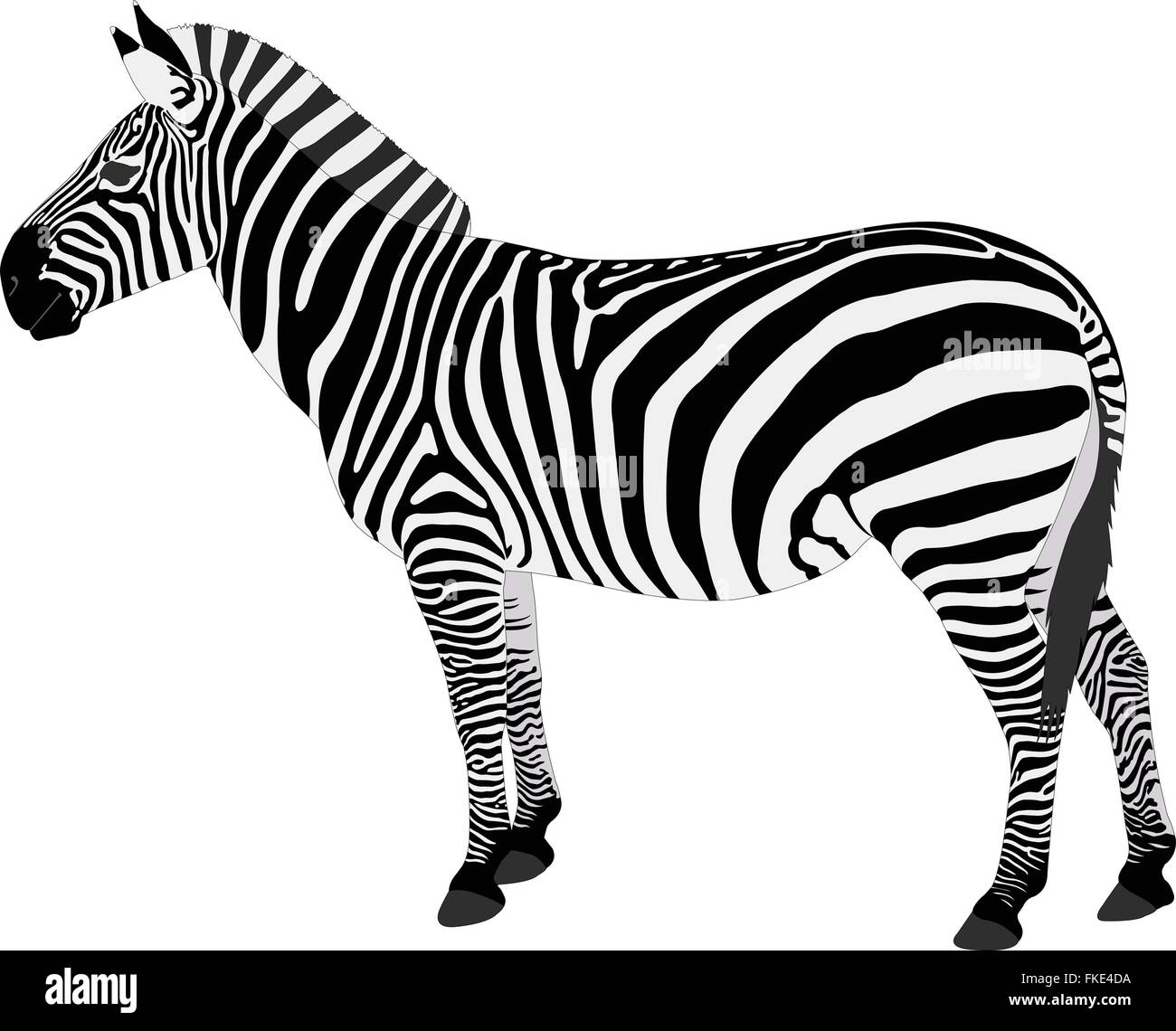 detailed illustration of zebra vector Stock Vector Image & Art Alamy