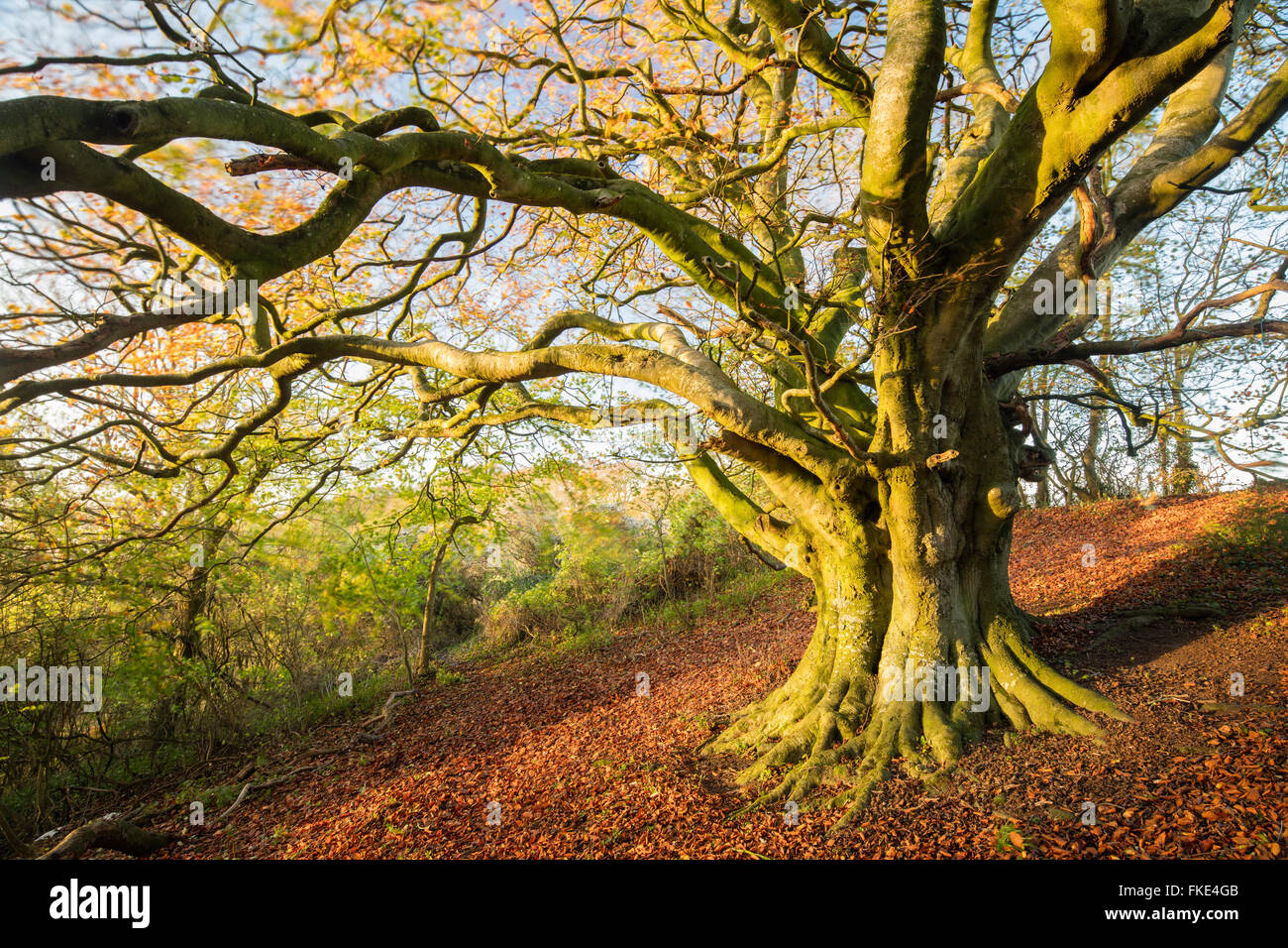 the beech tree in the woods in autumn nr Milborne Wick, Somerset, England, UK Stock Photo