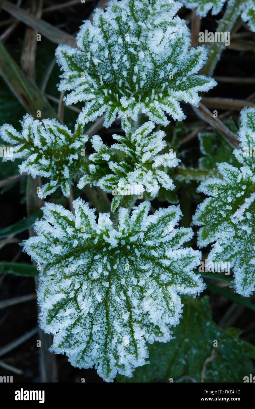 a frosty winter's morning near Milborne Wick, Somerset, England, UK Stock Photo
