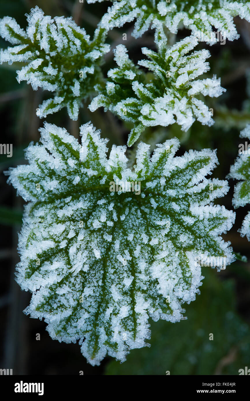 a frosty winter's morning near Milborne Wick, Somerset, England Stock Photo