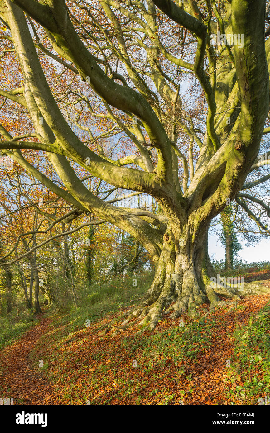 the beech tree in the woods in autumn nr Milborne Wick, Somerset, England, UK Stock Photo