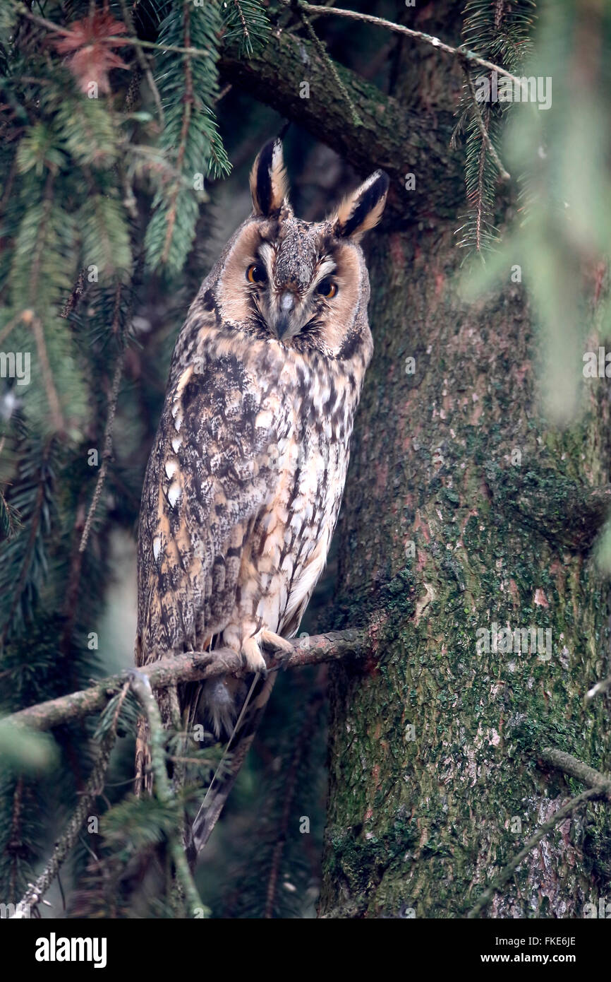 Long-eared owl, Asio otus, single bird in tree, Hungary, February 2016 Stock Photo