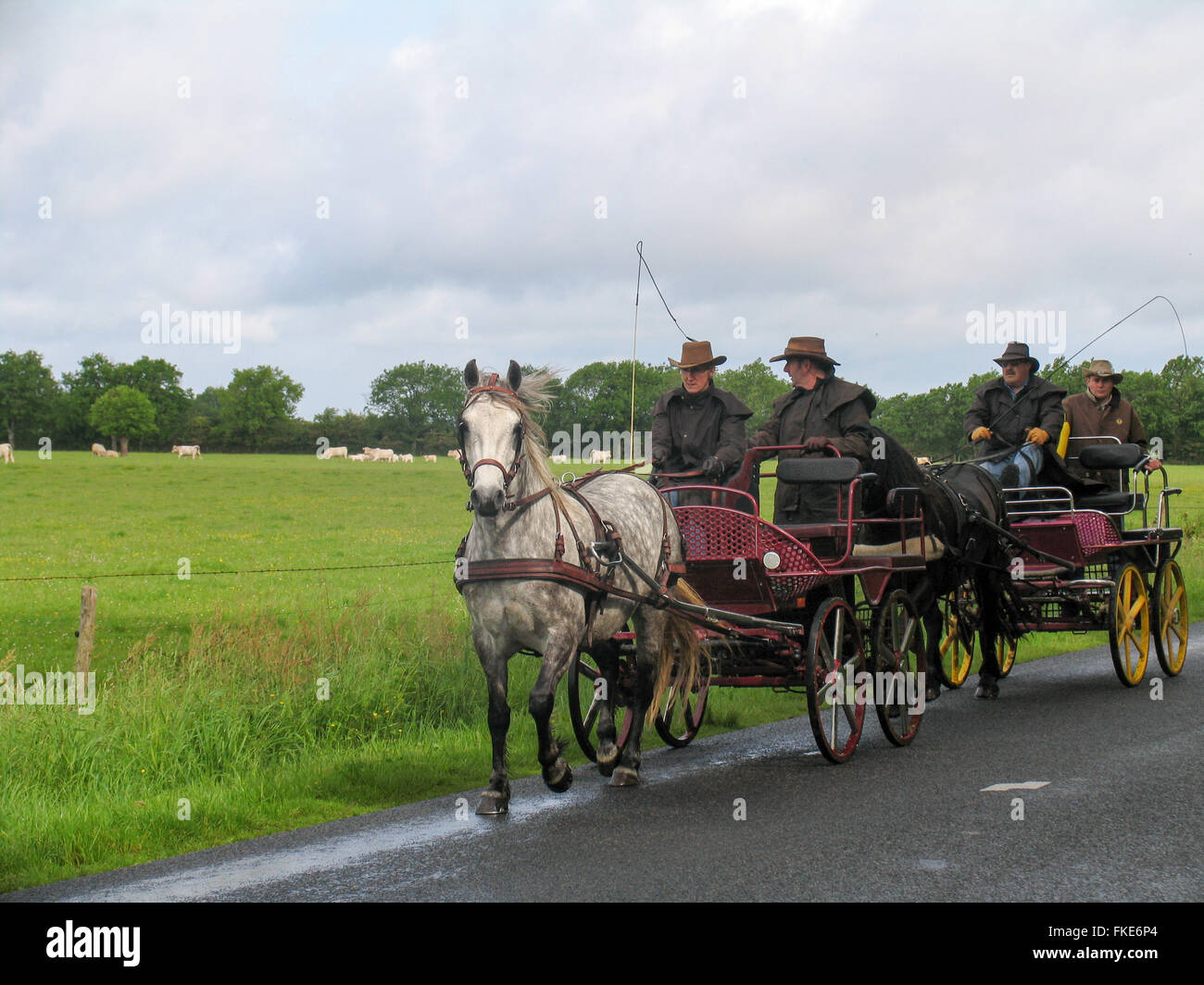 Buggy whip hires stock photography and images Alamy