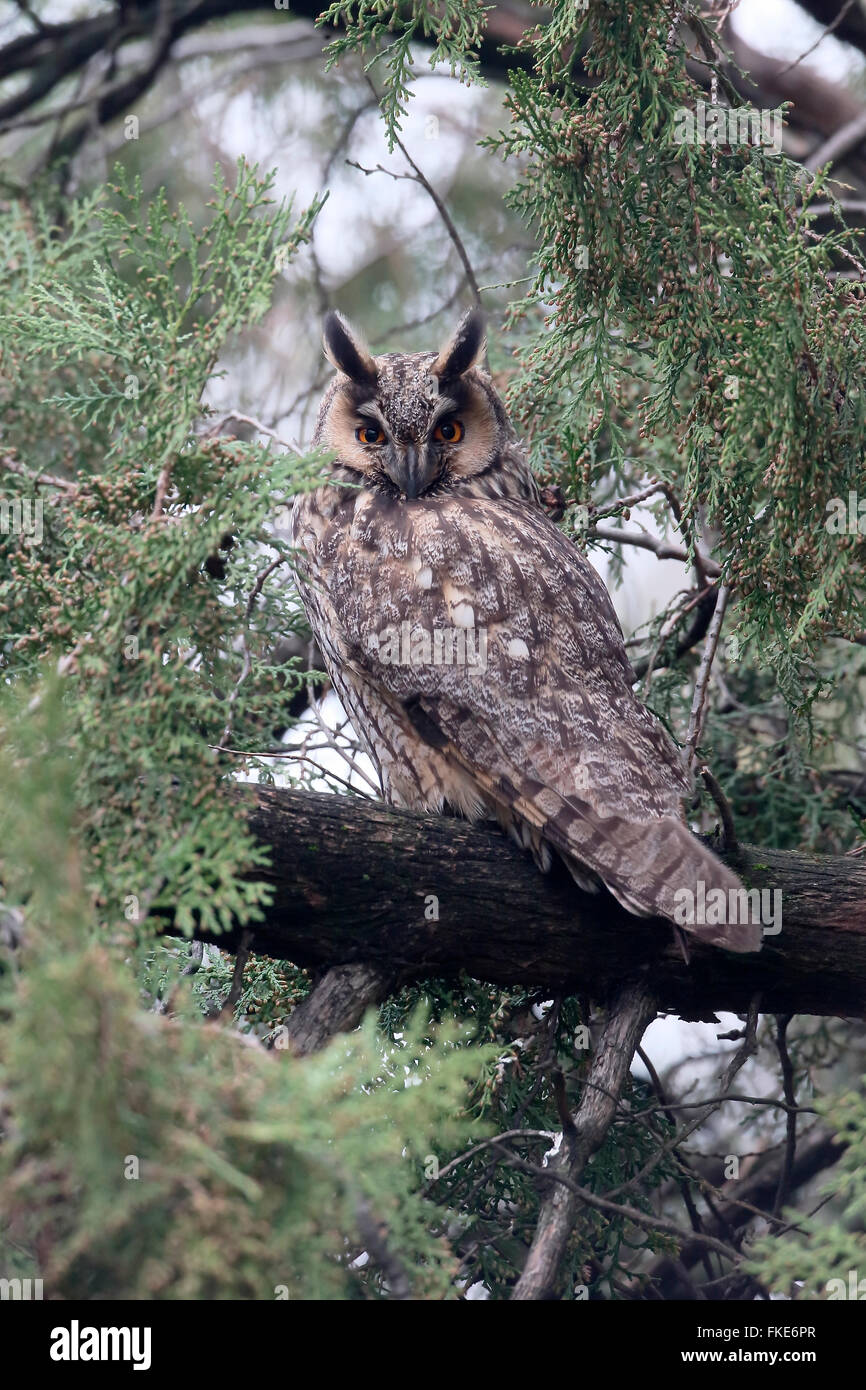 Long-eared owl, Asio otus, single bird in tree, Hungary, February 2016 Stock Photo