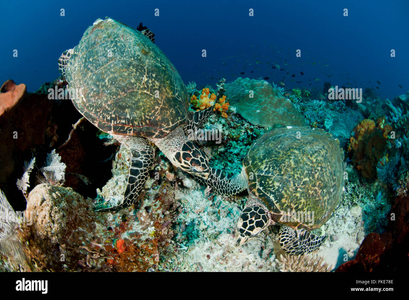 Hawksbill turtles (Eretmochelys imbricata) in the reef. Stock Photo