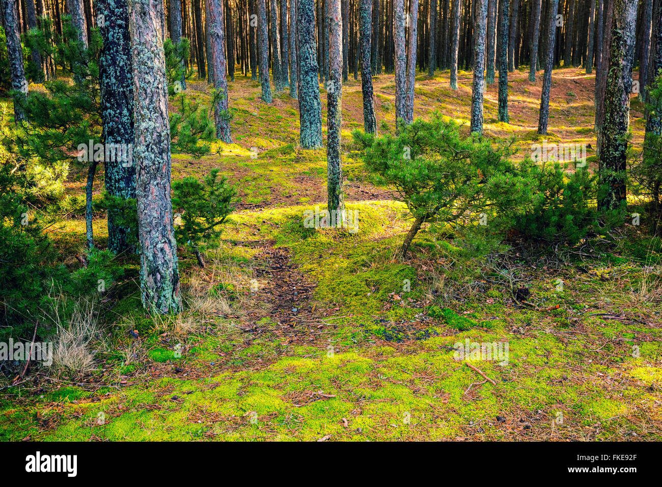 Pine forest in sunny day Stock Photo - Alamy