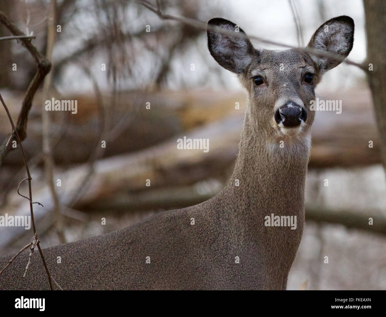 Photo of the cute deer looking straight to the camera Stock Photo