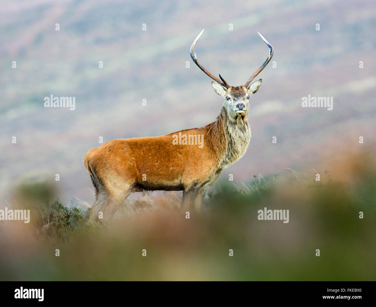 Young red deer stag Stock Photo