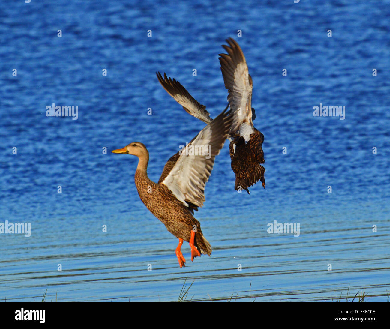 Mottled Ducks Stock Photo