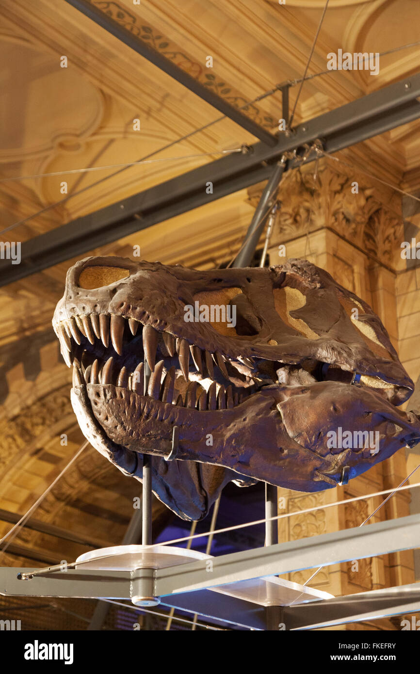 The fossilized skull of a T Rex ( Tyrannosaurus Rex ) dinosaur, Natural History Museum, London UK Stock Photo
