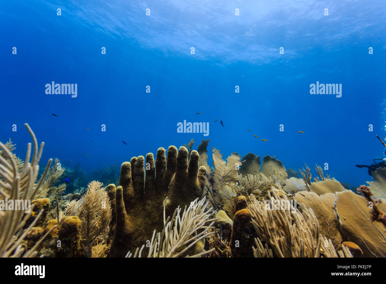 Tube sponges rising from coral reef in the shape of fingers on hands