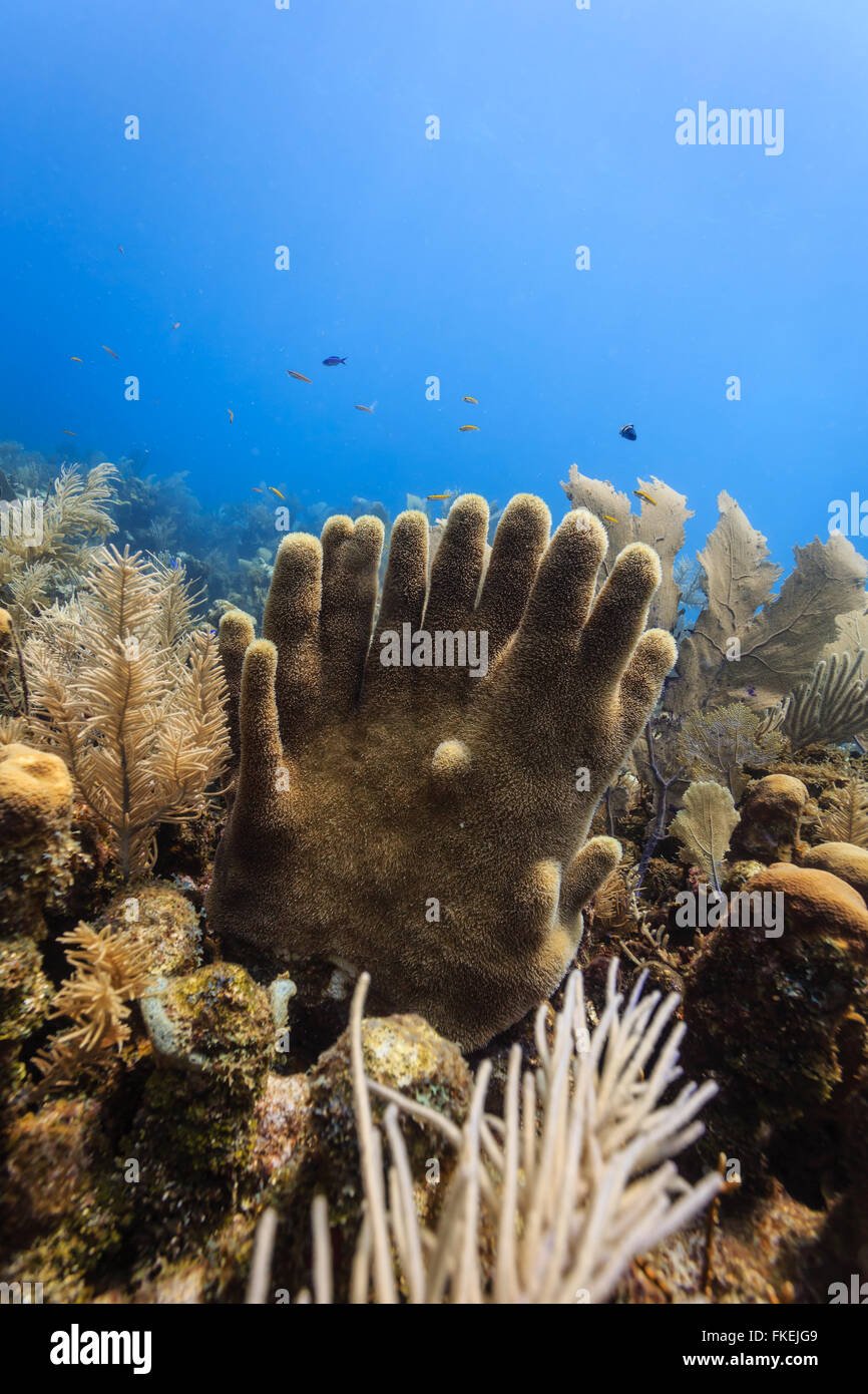 Tube sponges rising from coral reef in the shape of fingers on two