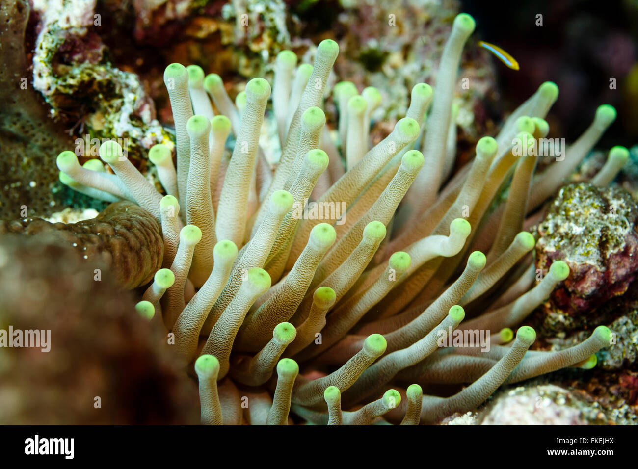Close-up of open sea anemone, anthozoa actinaria,   tentacles swaying in the water on the coral reef Stock Photo