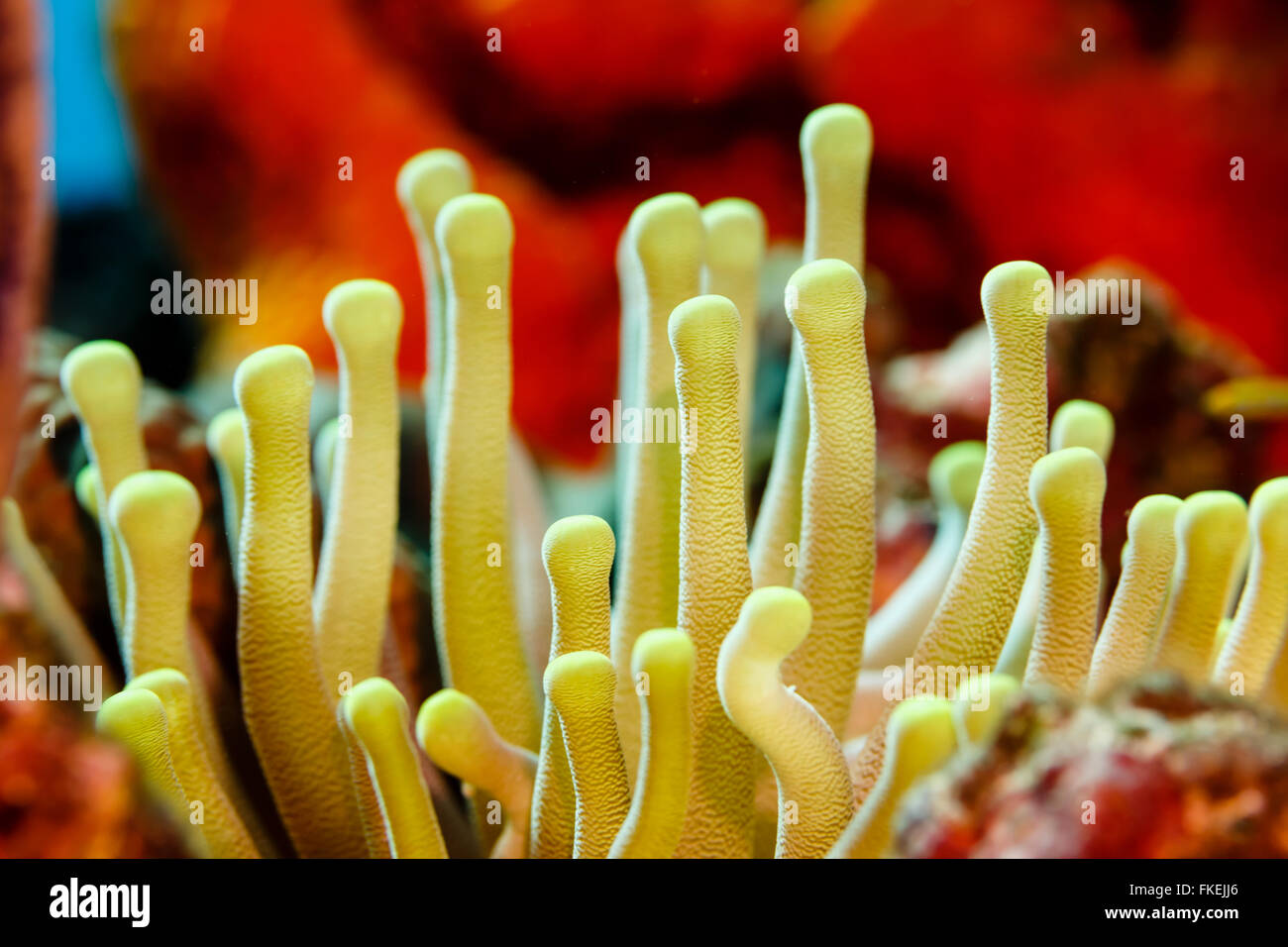 Close-up of open, yellow tentacles strait up, sea anemone, anthozoa actinaria, on the coral reef Stock Photo