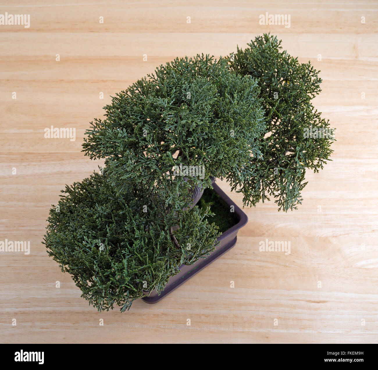 A small plastic bonsai tree on a wood table top Stock Photo Alamy