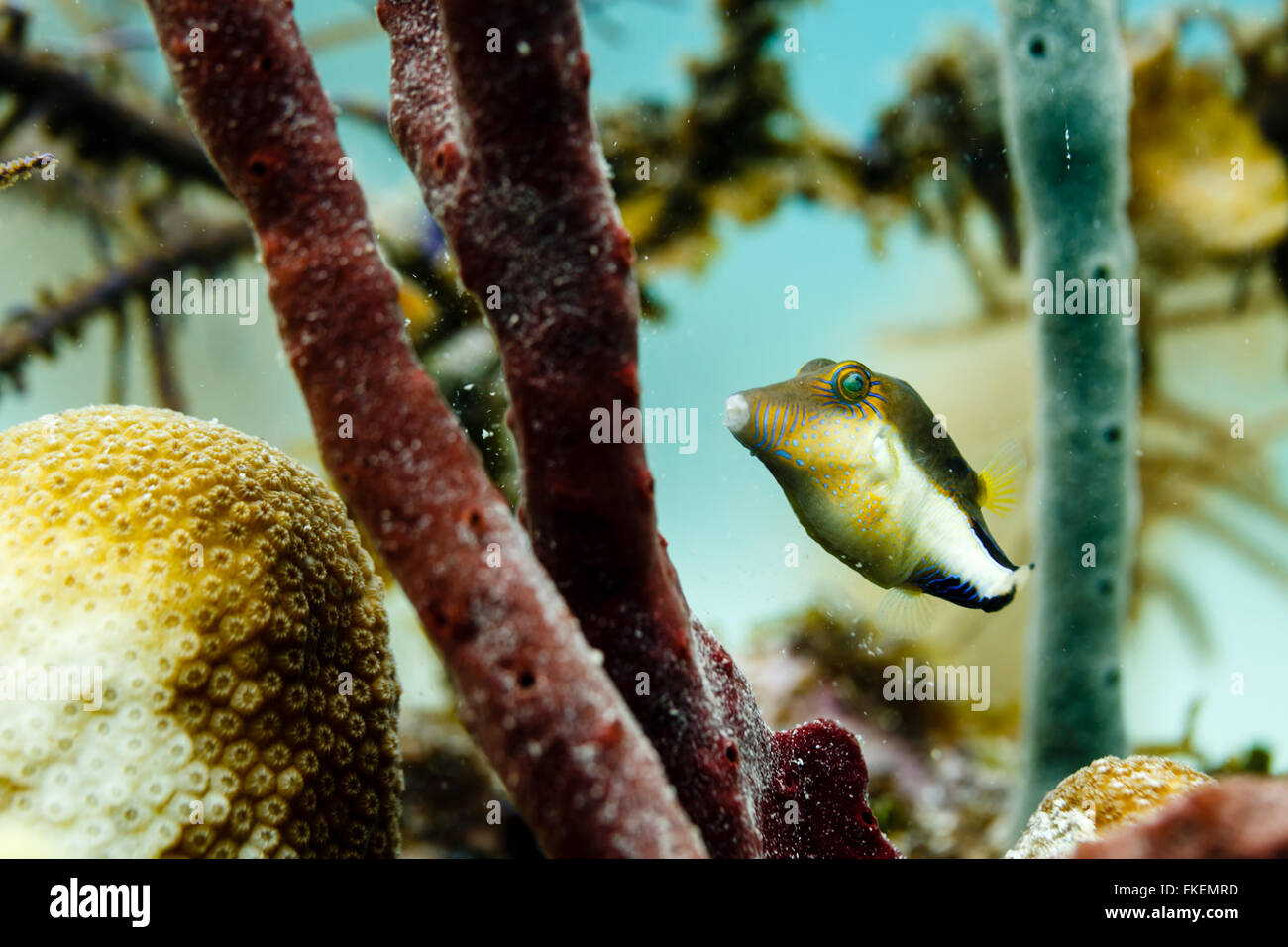 Canthigaster rostrata hi-res stock photography and images - Alamy