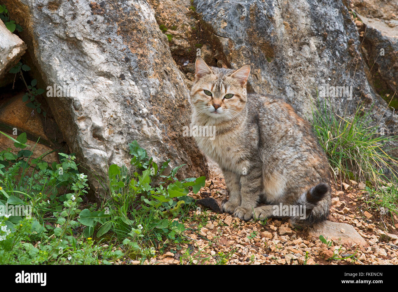 Cat, Sardinia, Italy Stock Photo