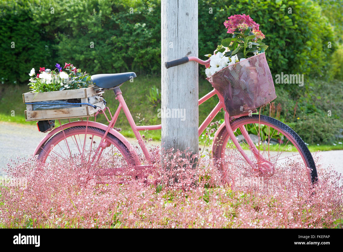 Muted pink bicycle with flowers, Bud, Norway Stock Photo