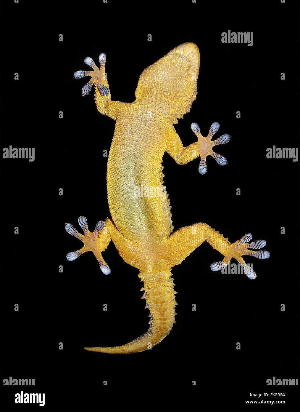 gecko on black background Stock Photo