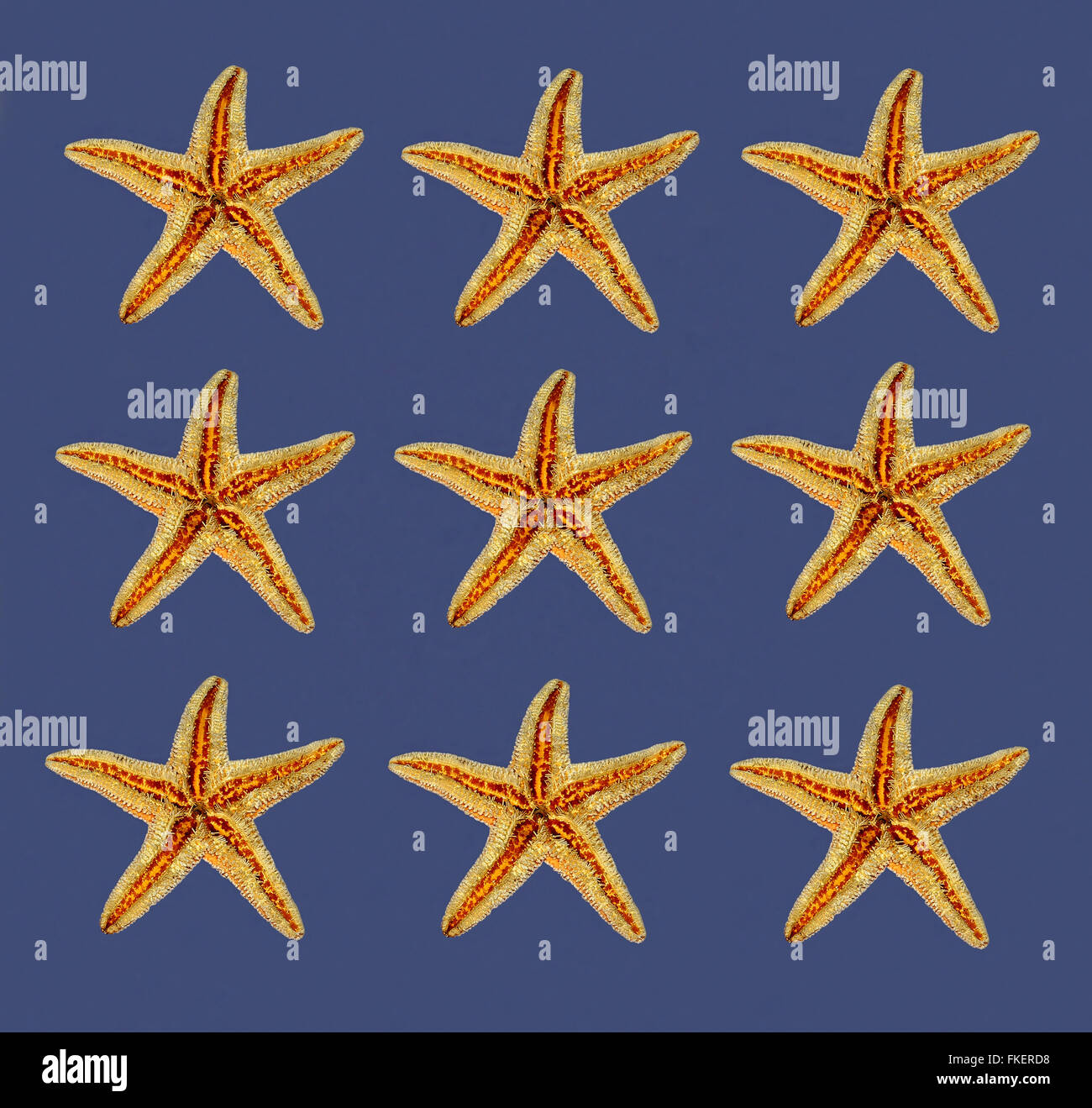 sea stars background texture Stock Photo