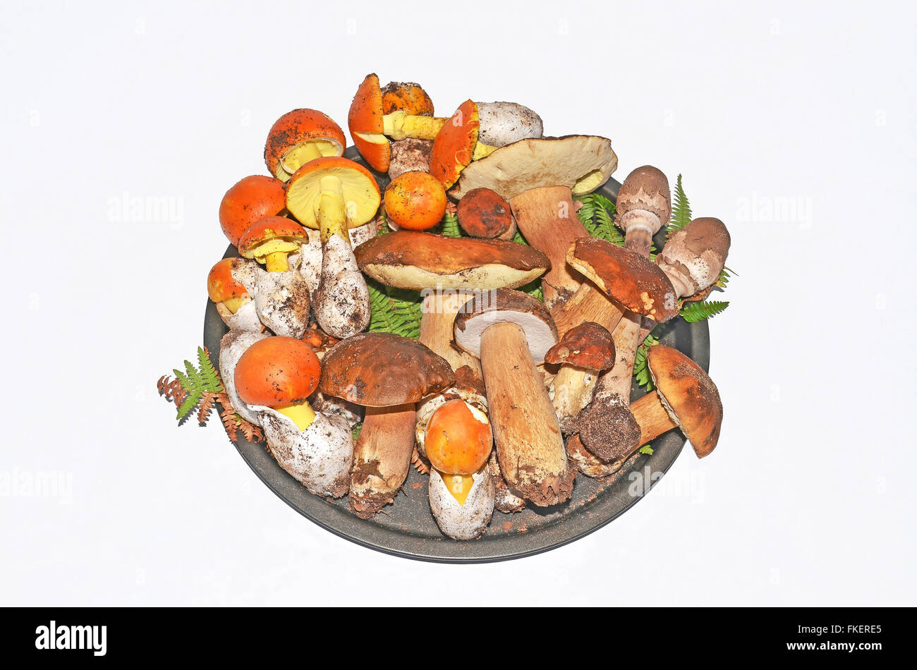 stock of edible mushrooms Stock Photo