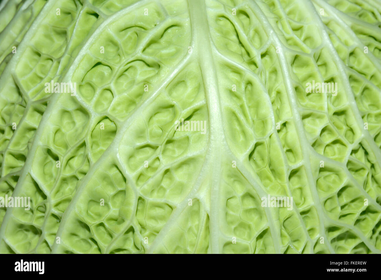 Close up of savoy cabbage leaf (Brassica oleracea) Stock Photo