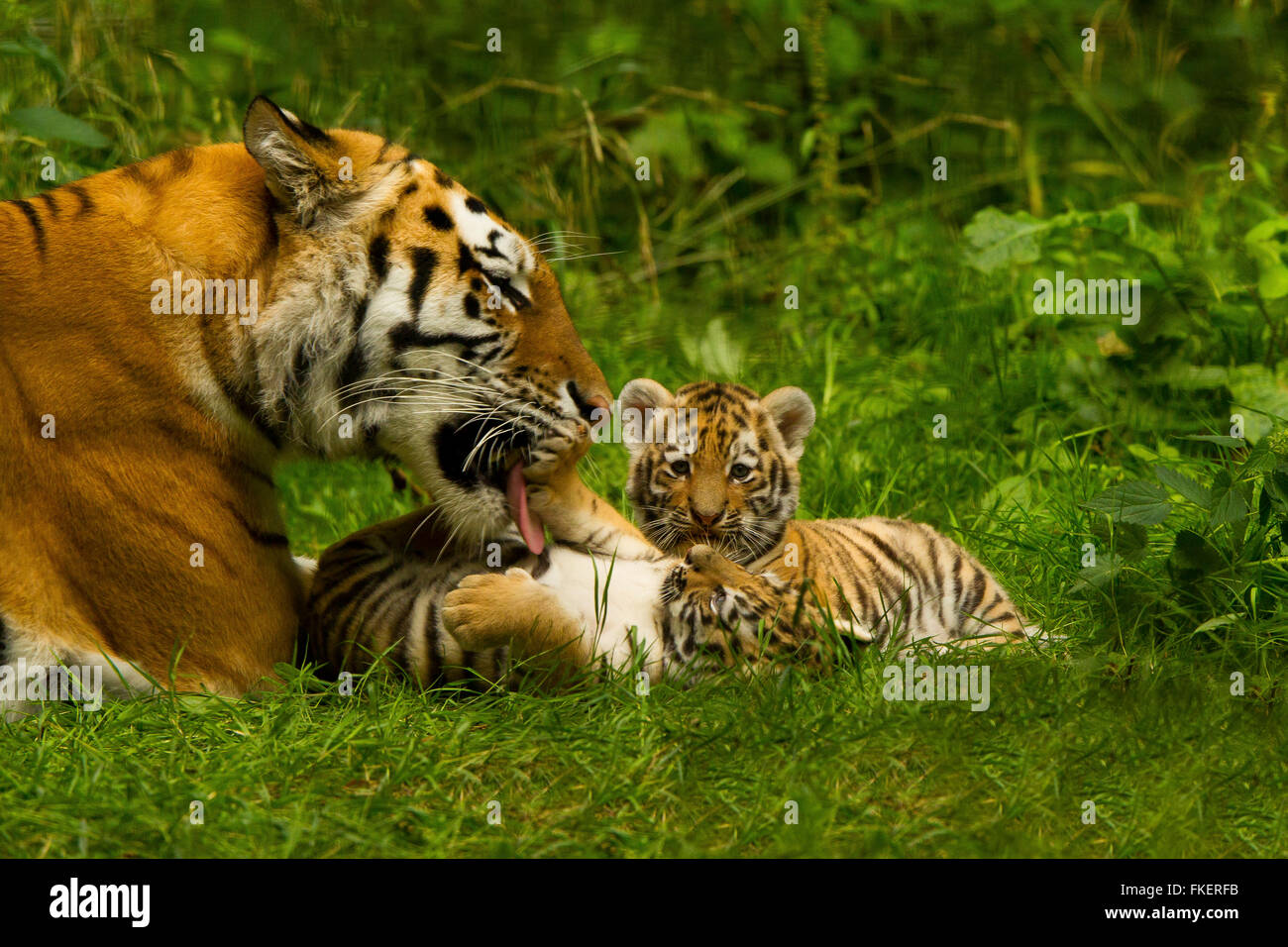 Siberian/Amur Tigers (Panthera Tigris Altaica) mother And Two Cubs