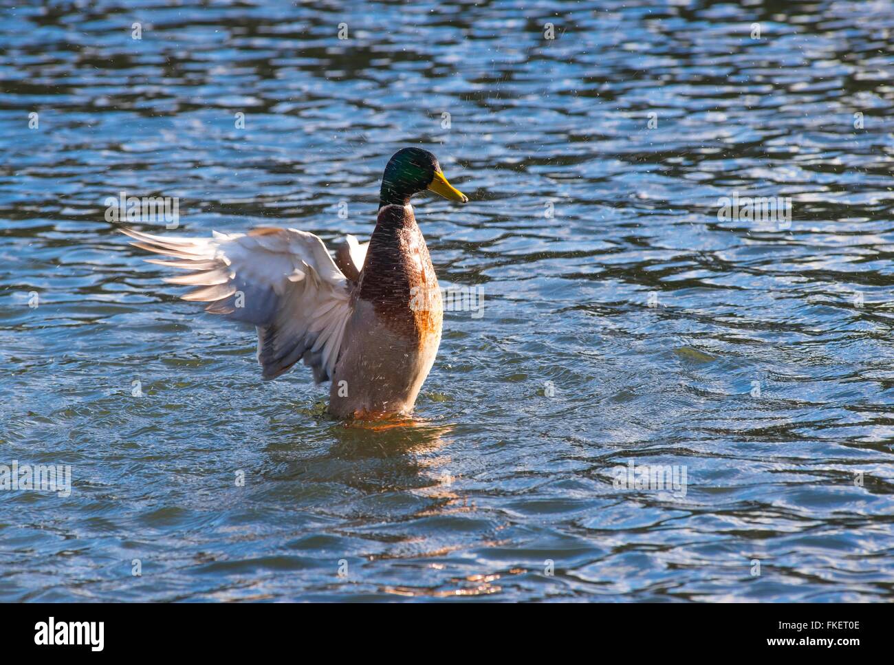 Mallard (Anas platyrhynchos), raised drake flapping its wings in the water, Bergpark Wilhelmshöhe, Kassel, Hesse, Germany Stock Photo