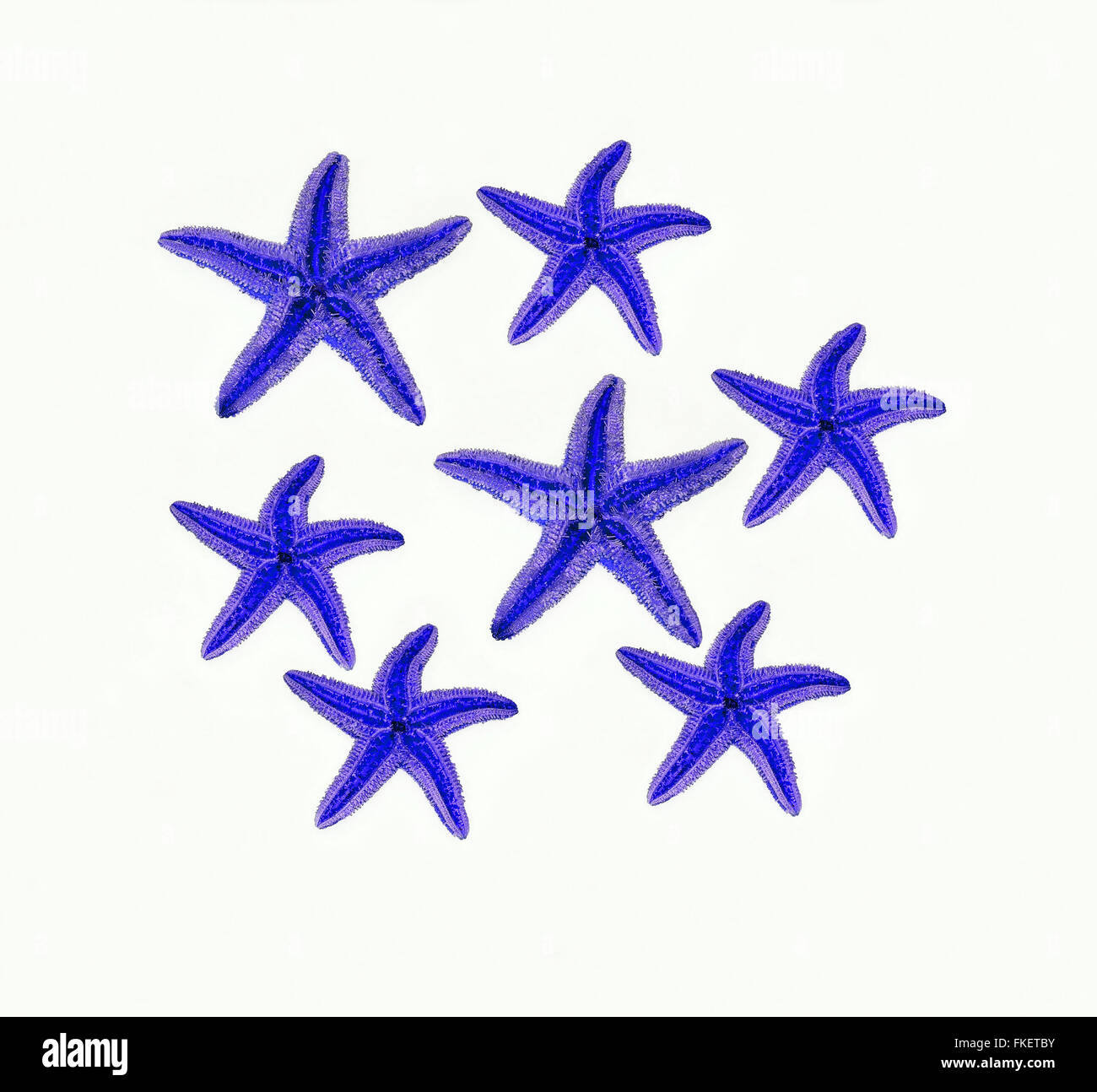 blue sea stars Stock Photo