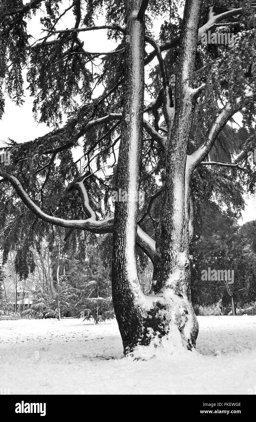 cedar under the snow Stock Photo