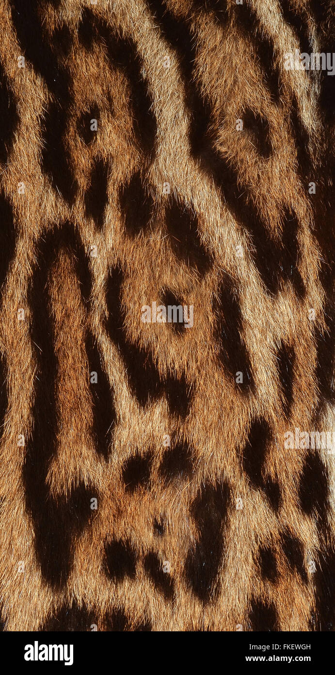 closeup of jaguar fur Stock Photo
