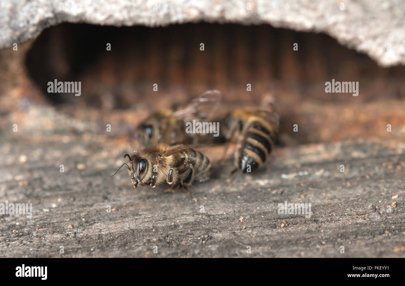 Dead insect body hi-res stock photography and images - Alamy