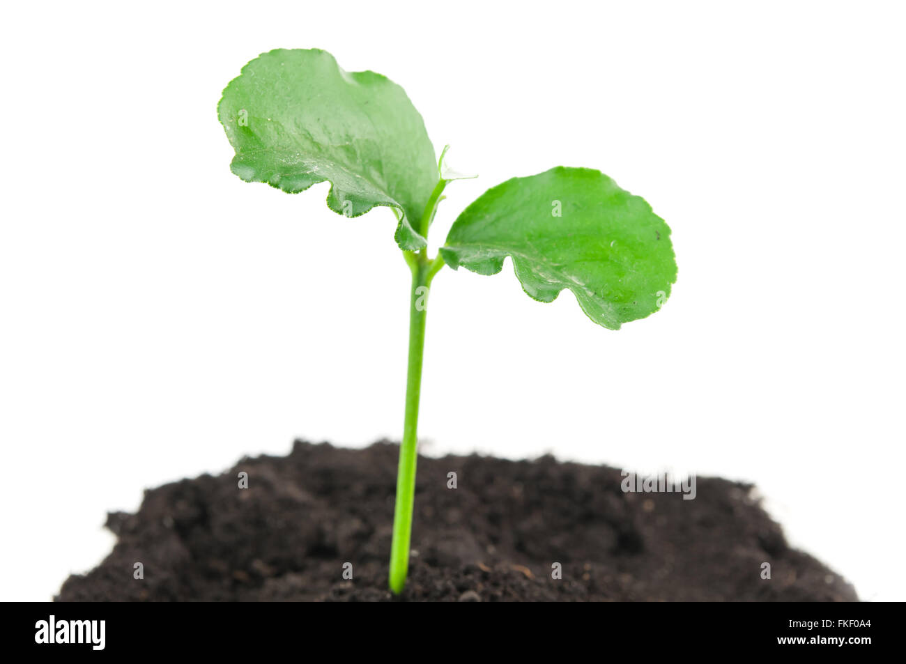 green plant on isolated white background Stock Photo