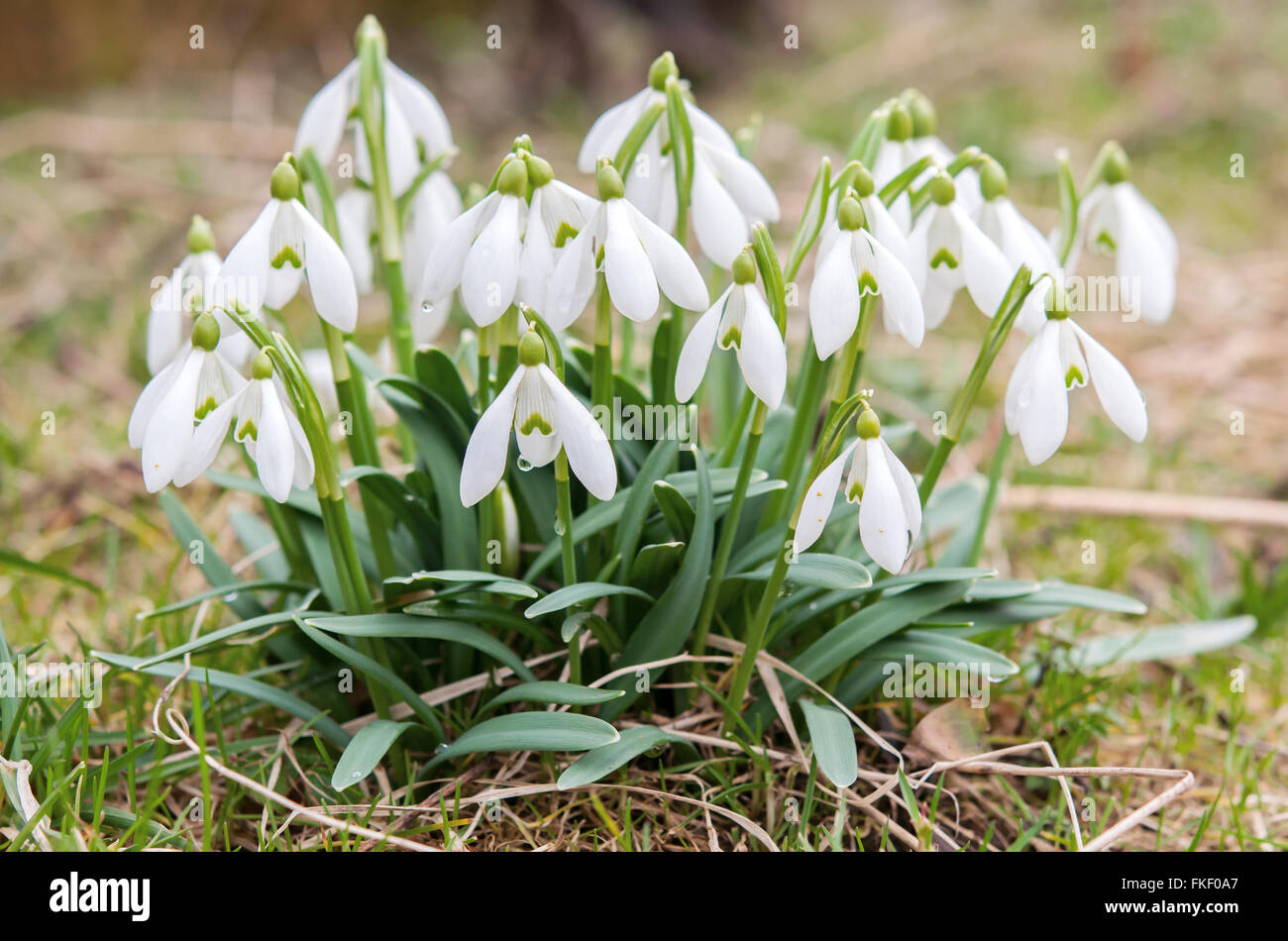 bunch Snowdrop flower in the forest Stock Photo