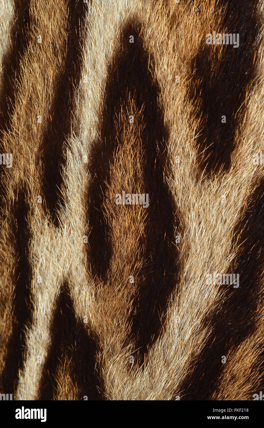 leopard fur Stock Photo