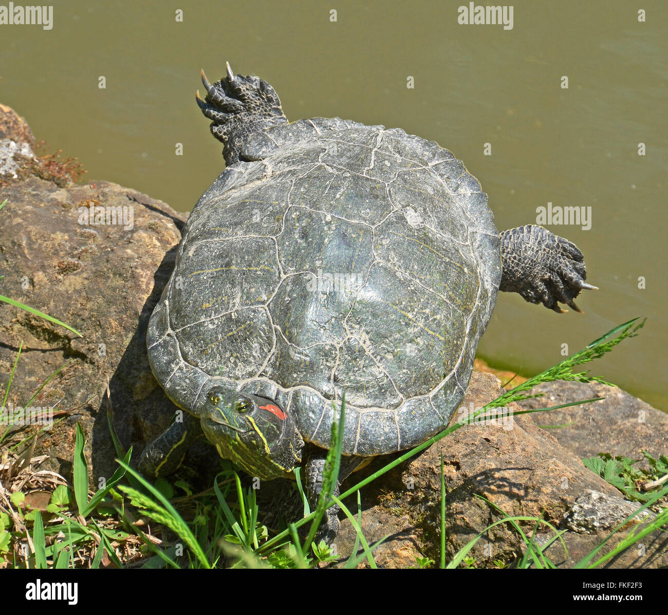 water turtle portrait Stock Photo