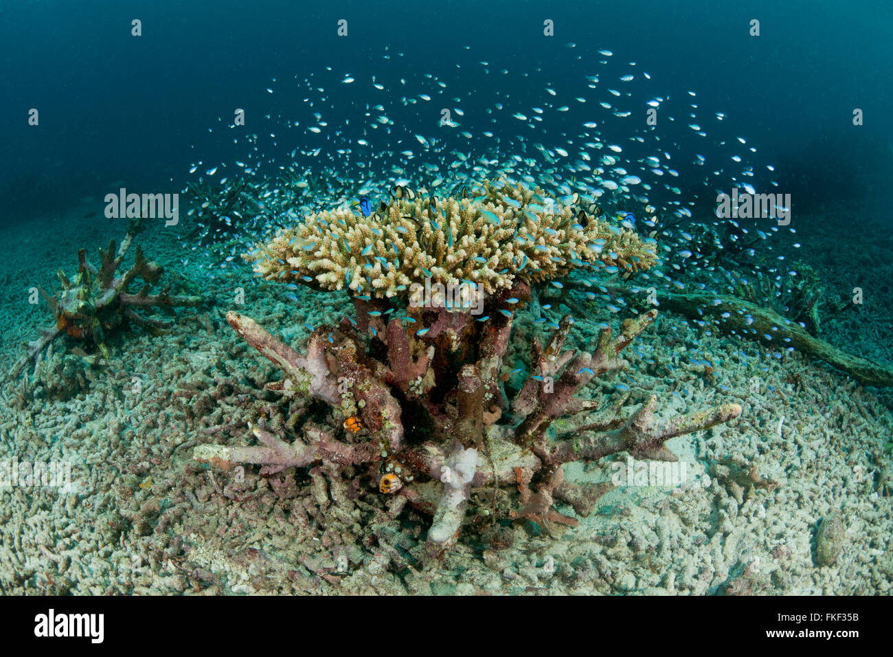 Artificial reef in the shape of a snowflake with corals growing Stock ...