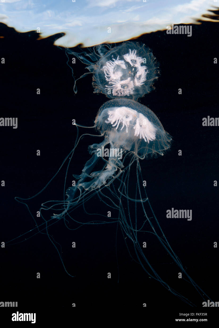 Sea nettle (Chrysaora quinquecirrha) Stock Photo